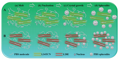 Confined crystallization of poly(butylene succinate) intercalated into organoclays: role of surfactant polarity.