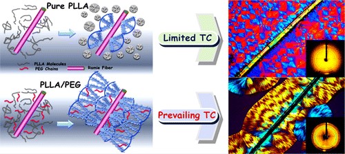 Toward Stronger Transcrystalline Layers in Poly(L‑lactic acid)/Natural Fiber Biocomposites with the Aid of an Accelerator of Chain Mobility