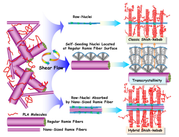 Strong Shear Flow-Driven Simultaneous Formation of Classic Shish-Kebab, Hybrid Shish-Kebab, and Transcrystallinity in Poly(lactic acid)/Natural Fiber Biocomposites