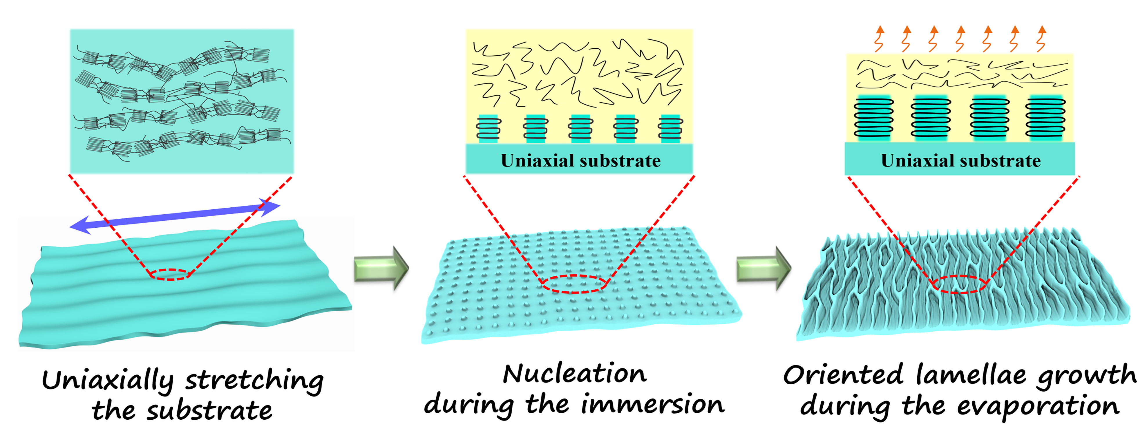 Self-epitaxial Crystallization of Poly(ε-caprolactone) from Isotropic to Highly Orientated Lamellae