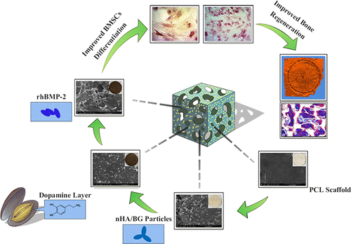 https://pubs.acs.org/doi/10.1021/acs.macromol.9b02336