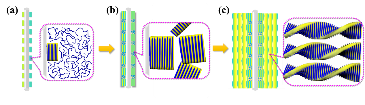 Unique Banded Cylindrites of Polyoxymethylene/Poly(butylene succinate) Blends Induced by Interfacial Shear.