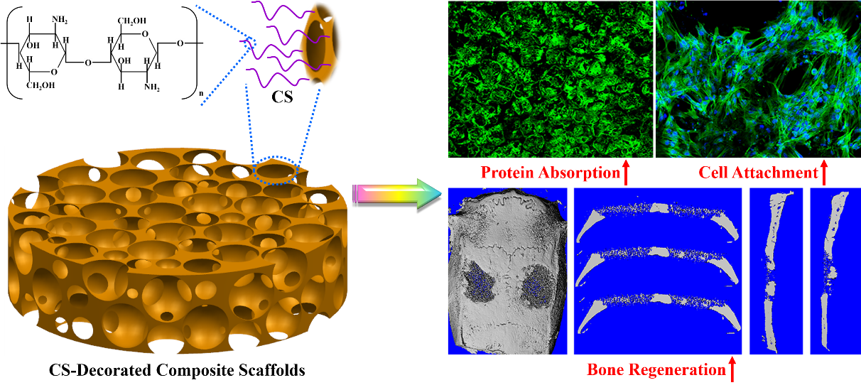 Polydopamine-Assisted Anchor of Chitosan onto Porous Composite Scaffolds for Accelerating Bone Regeneration.