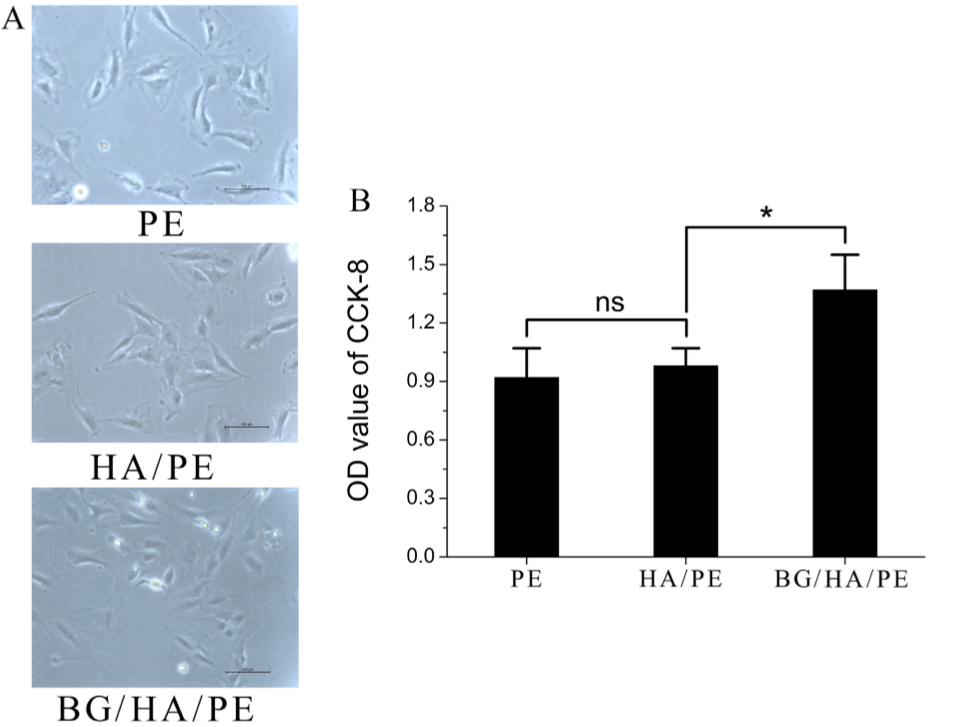 Promoting osteoblast proliferation on polymer bone substitutes with bonelike structure by combining hydroxyapatite and bioactive glass. 