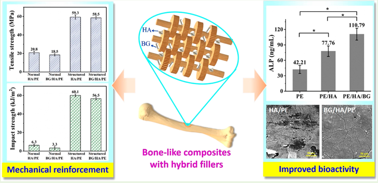 Bone-like Polymeric Composites with a Combination of Bioactive Glass and Hydroxyapatite: Simultaneous Enhancement of Mechanical Performance and Bioactivity