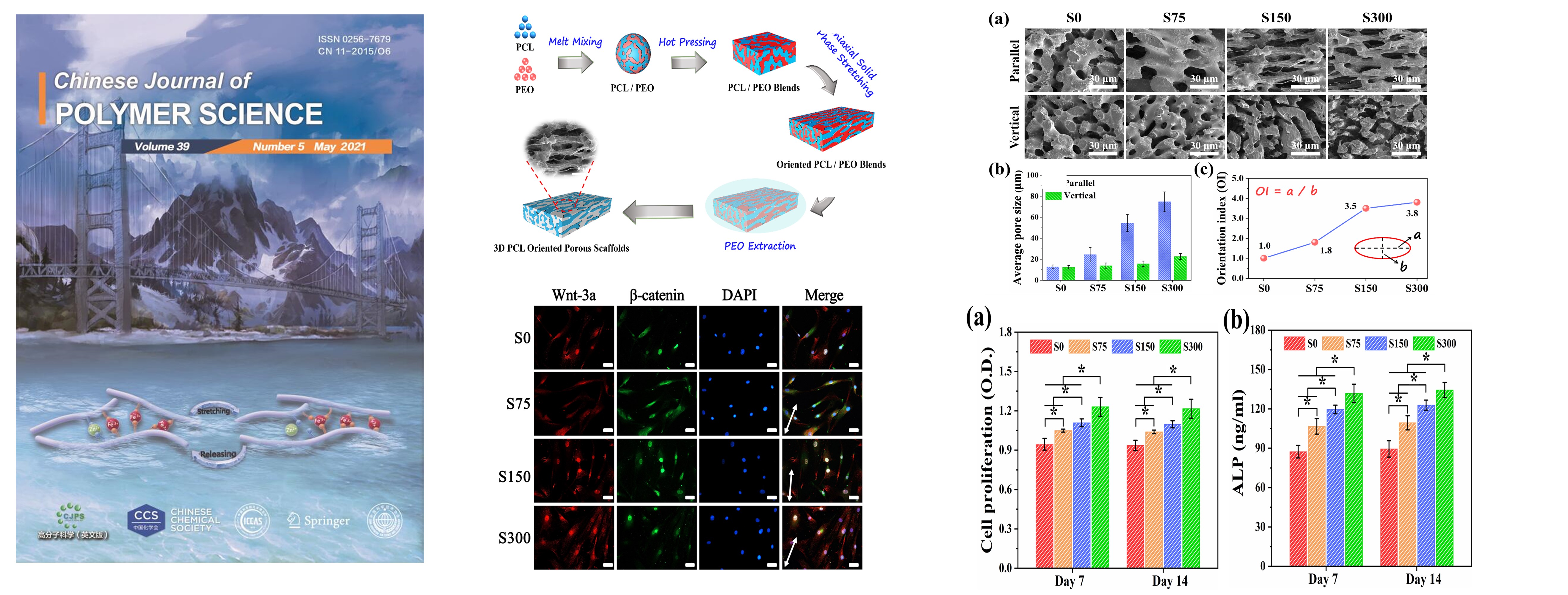 Fabrication of Highly Anisotropic and Interconnected Porous Scaffolds to Promote Preosteoblast Proliferation for Bone Tissue Engineering.