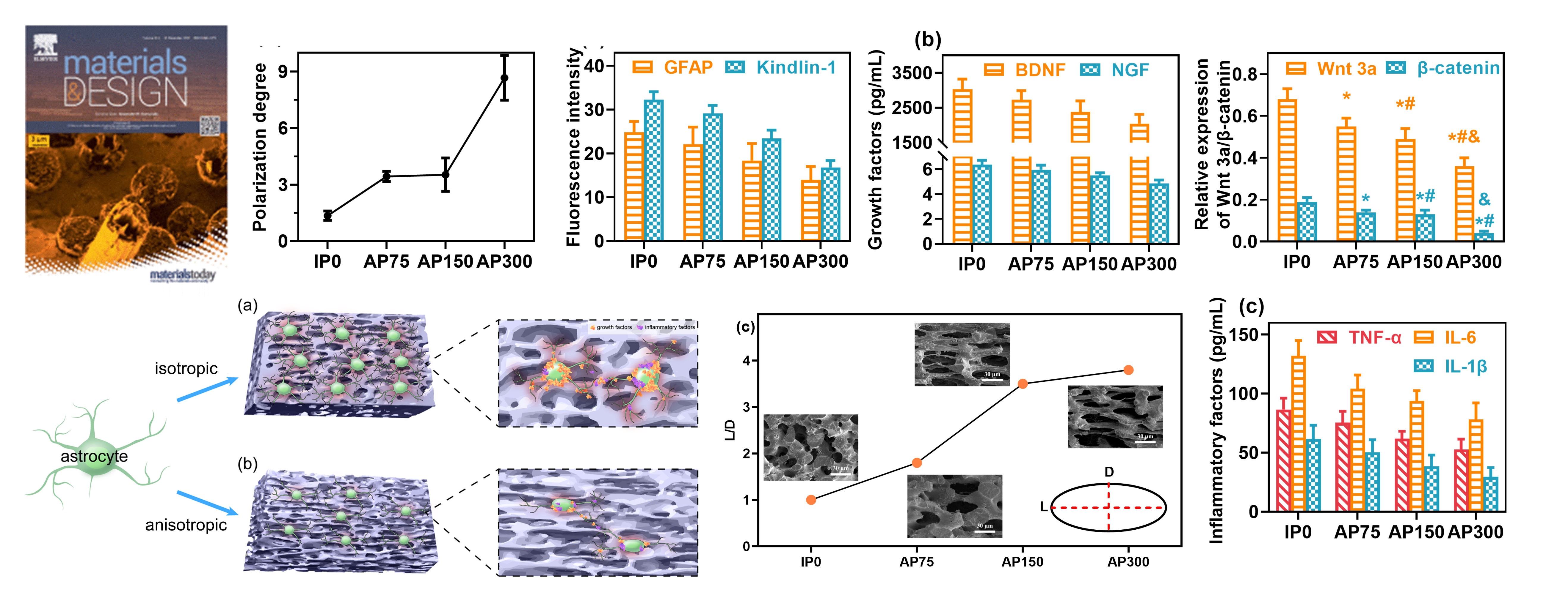 Oriented co-continuous 3D porous scaffolds with inhibited activating functionality: An effective strategy to inhibit the hyperactivation of astrocytes