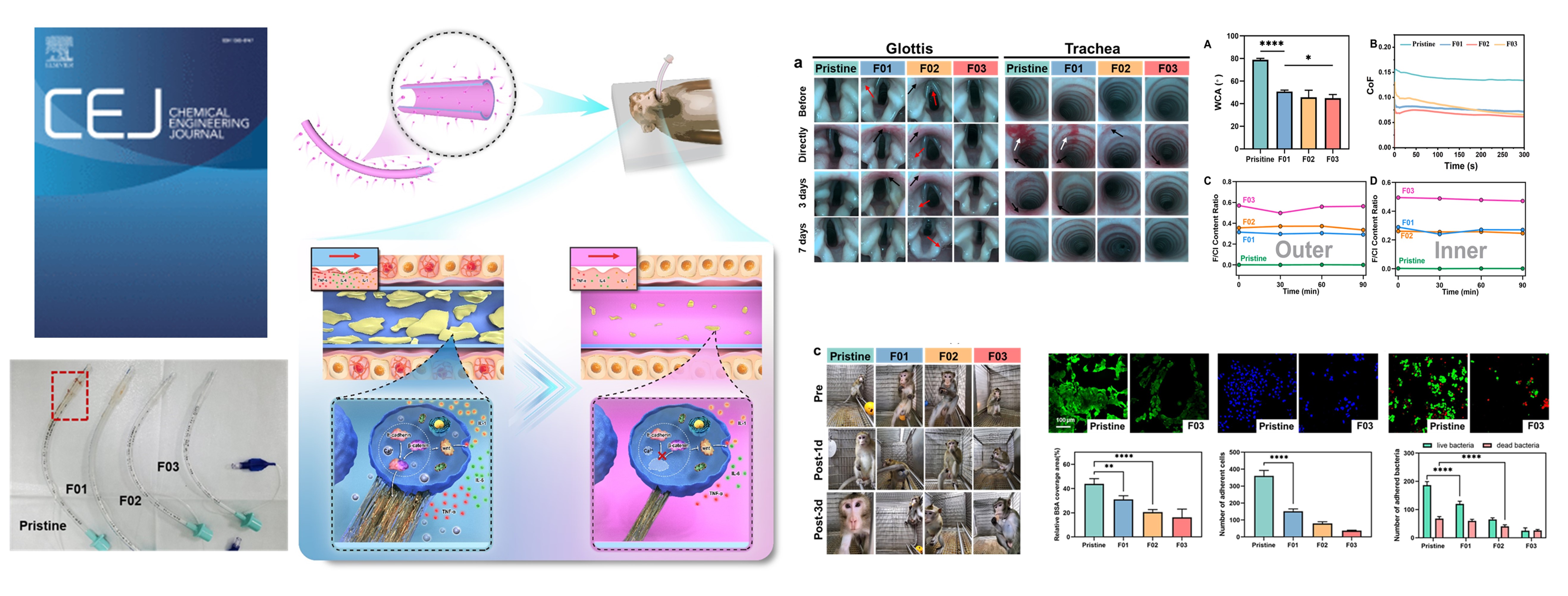 Epithelial lining inspired protective shield for prolonged endotracheal intubation