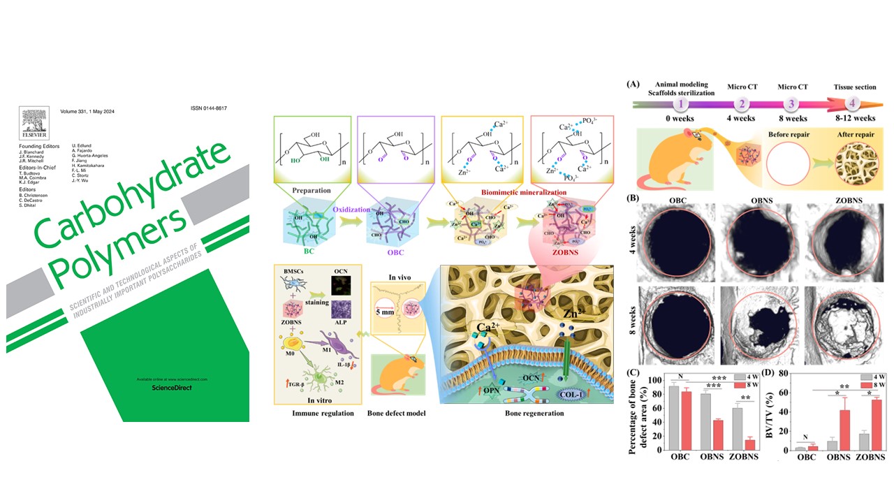  ECM-inspired calcium/zinc laden cellulose scaffold for enhanced bone regeneration