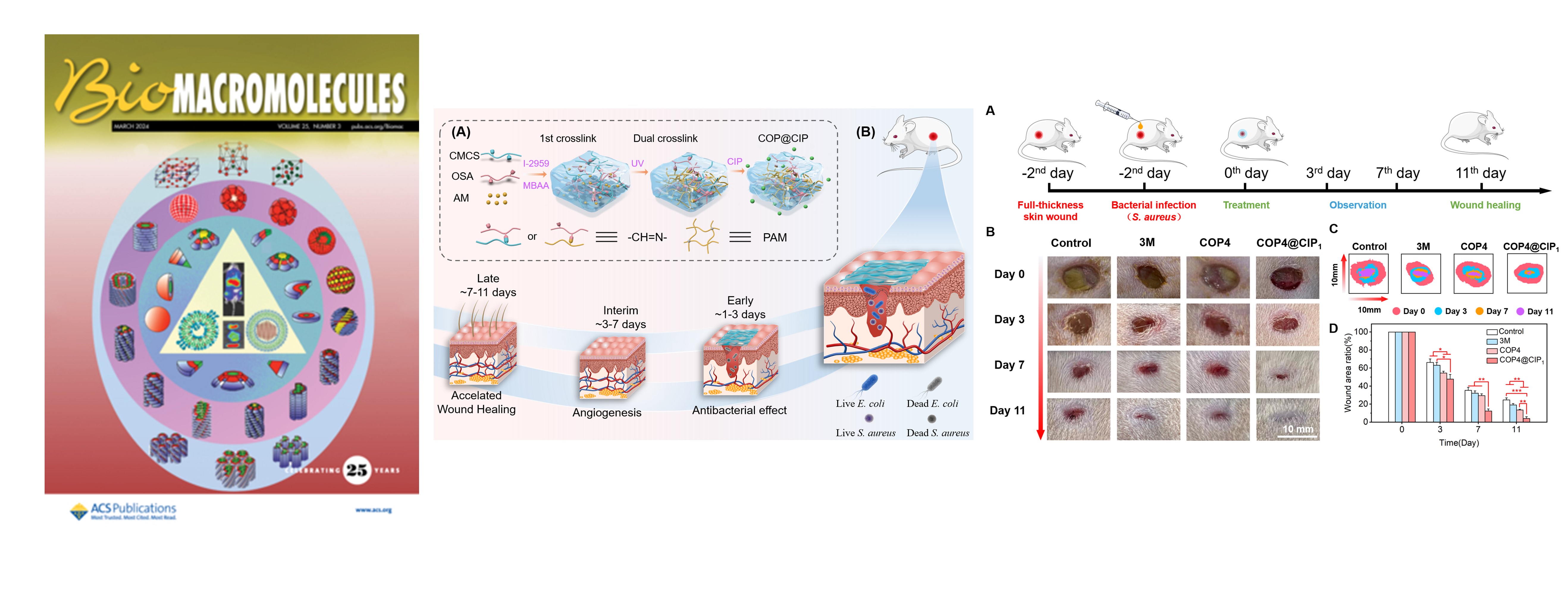 Antibacterial, Fatigue-Resistant, and Self-Healing Dressing from Natural-Based Composite Hydrogels for Infected Wound Healing